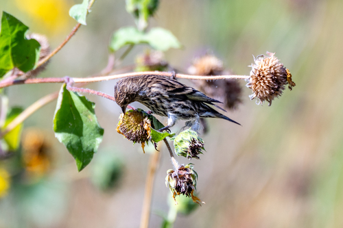 Pine Siskin