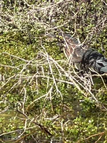 Green Heron