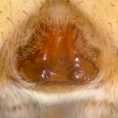Pardosa sp.