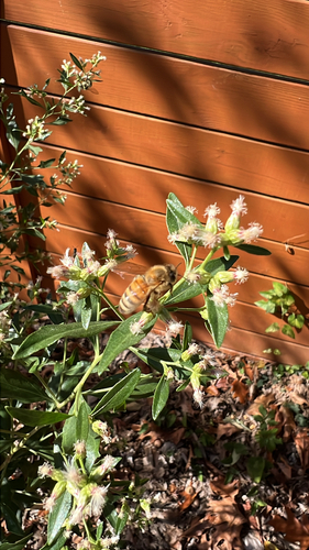 Western Honey Bee