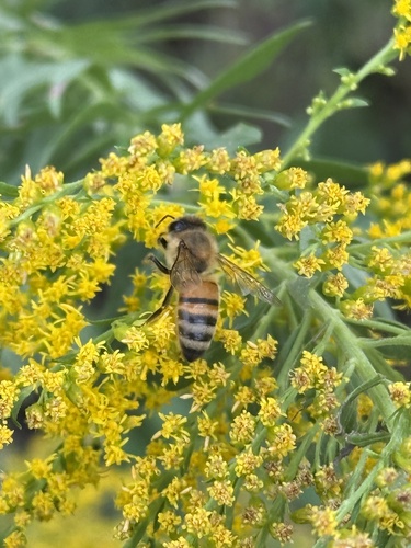Western Honey Bee