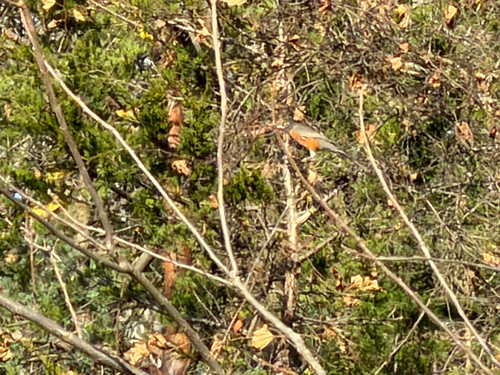American Robin