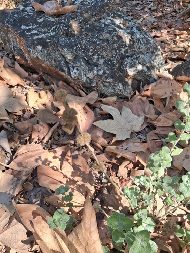 White Horehound