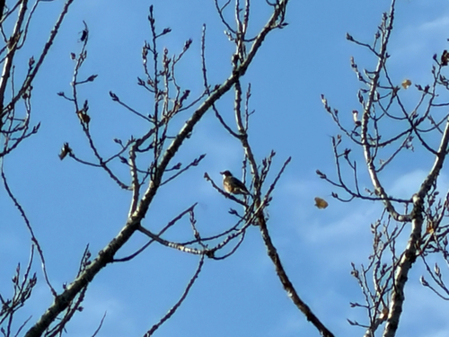 American Robin