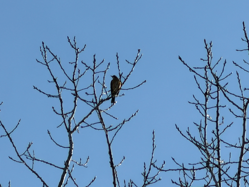 American Robin