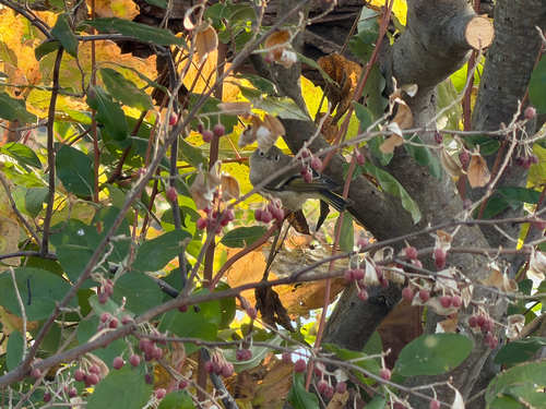 Ruby-crowned Kinglet