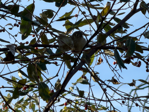 Ruby-crowned Kinglet
