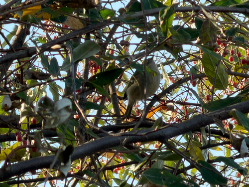 Ruby-crowned Kinglet