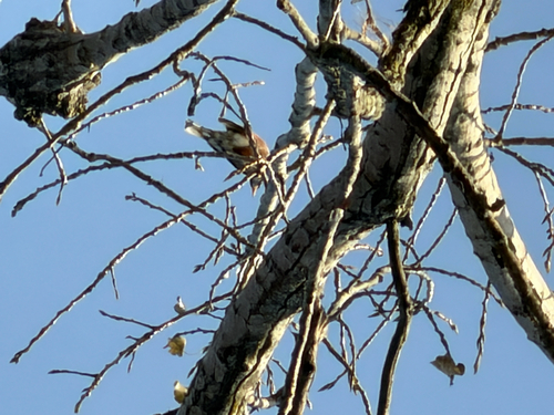 American Robin