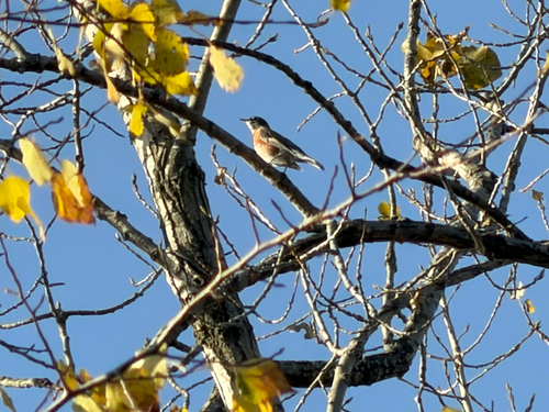 American Robin