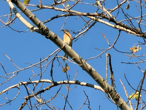 American Robin