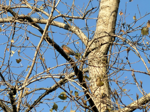 American Robin