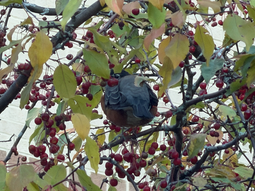 American Robin