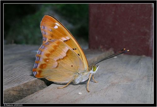 Freyer's Purple Emperor