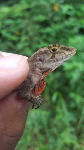 Schiede's Anole