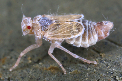Trigonocranus emmeae