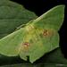 Aporandria specularia - Photo (c) Chien Lee, todos los derechos reservados, subido por Chien Lee
