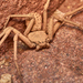 Six-eyed Sand Spider - Photo (c) Javier Perez Cid, all rights reserved, uploaded by Javier Perez Cid