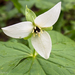 White-flowered Red Trillium - Photo (c) clintcalhoun@bellsouth.net, all rights reserved