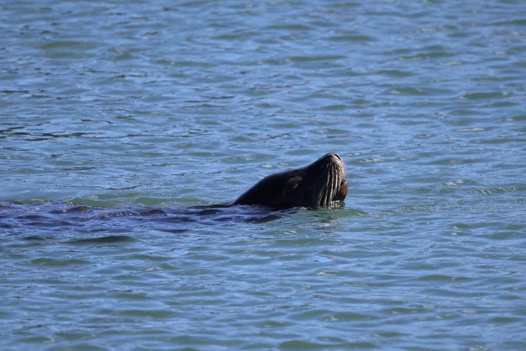 California Sea Lion