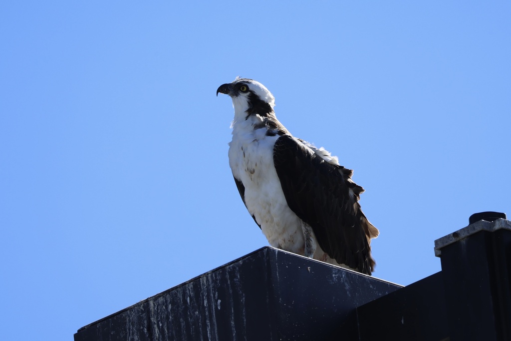 Osprey