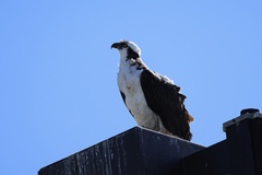 Osprey