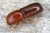 Mediterranean Oak Borer - Photo (c) gernotkunz, all rights reserved, uploaded by gernotkunz