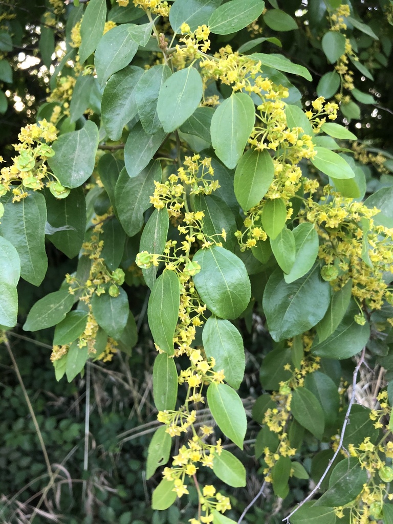 Christ's thorn jujube