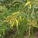 Acacia leptocarpa - Photo (c) Nichole Zahra, όλα τα δικαιώματα διατηρούνται, uploaded by Nichole Zahra