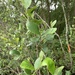 Delmarva Seaside Alder - Photo (c) Andy Baldwin, all rights reserved, uploaded by Andy Baldwin