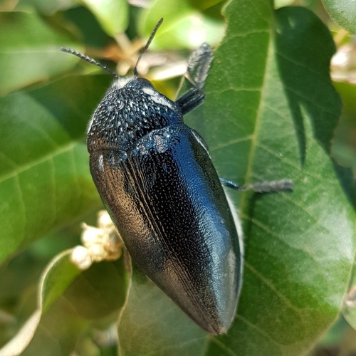 Subspecies Sternocera orissa luctifera · iNaturalist