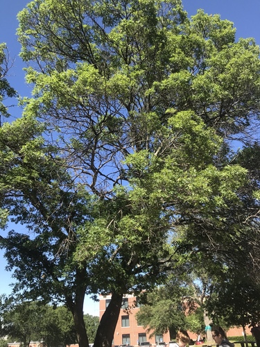 Buckley's oak