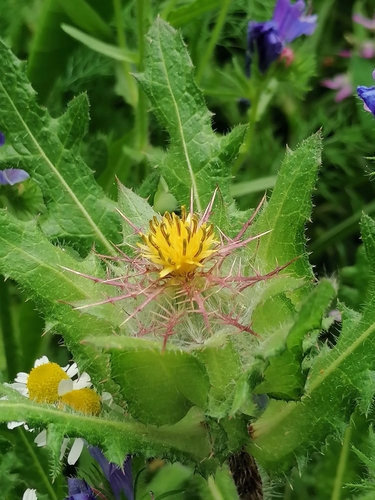 blessed thistle (Centaurea benedicta)  iNaturalist