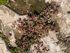 Image of Oxalis corniculata