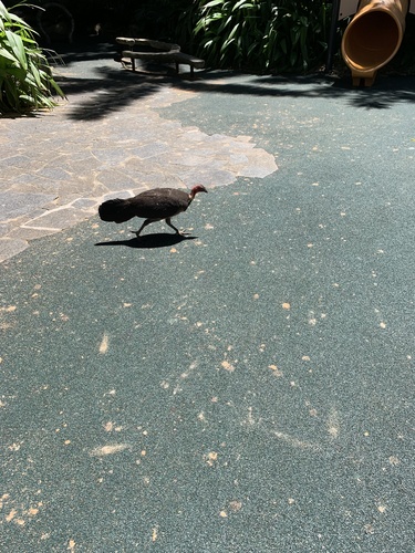 Australian Brushturkey
