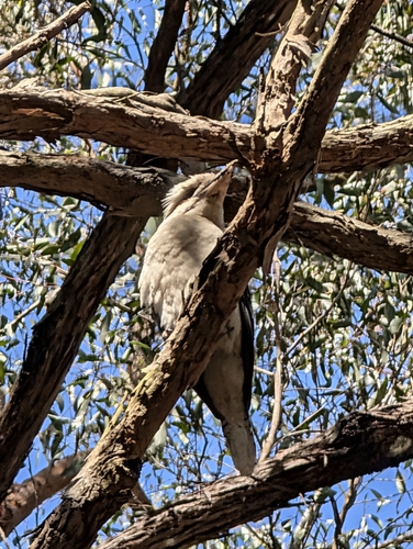 Laughing Kookaburra