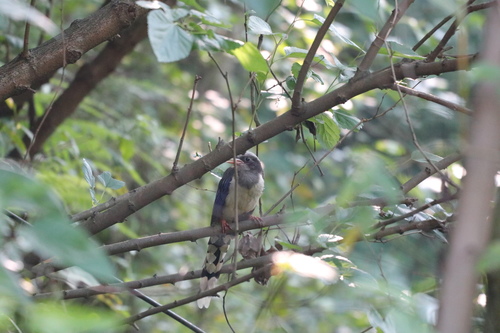 Red-billed Blue-Magpie