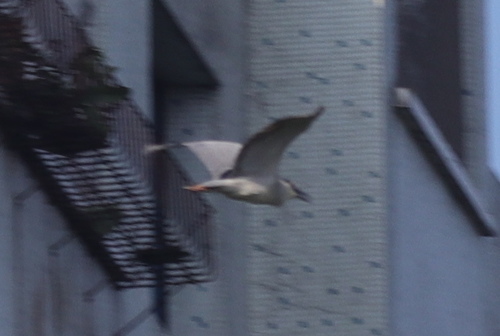 Black-crowned Night Heron