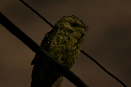 Tawny Frogmouth