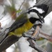 Eastern Shrike-Tit - Photo (c) fonibear, all rights reserved