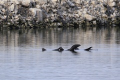 California Sea Lion