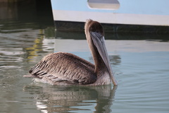 California Brown Pelican
