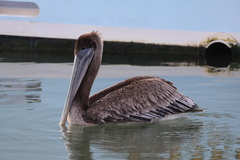 California Brown Pelican