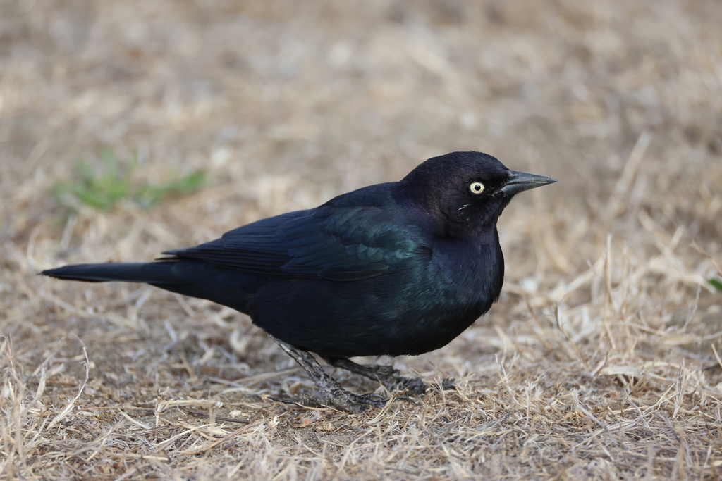 Brewer's Blackbird