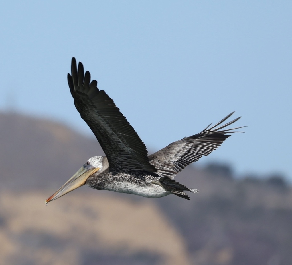 California Brown Pelican