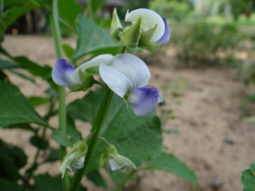 Crotalaria verrucosa
