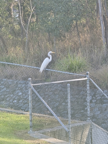 Great Egret