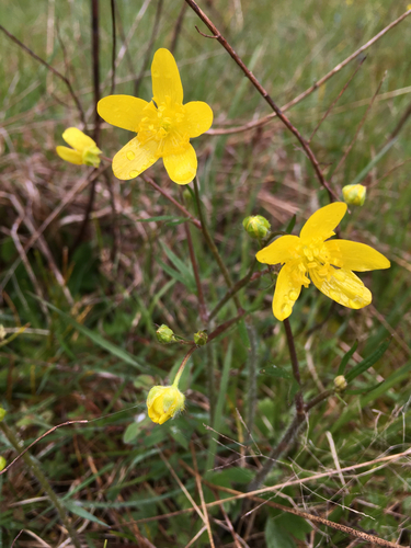 Ranunculus occidentalis