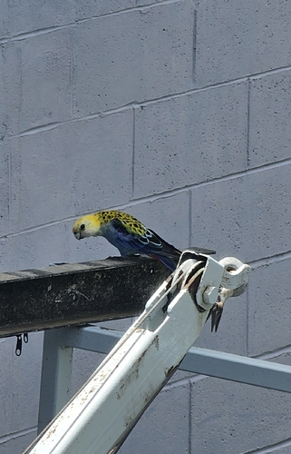 Pale-headed Rosella