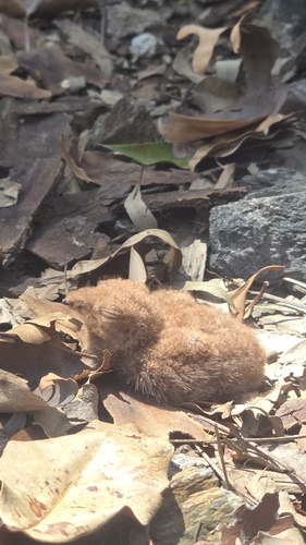 White-throated Nightjar